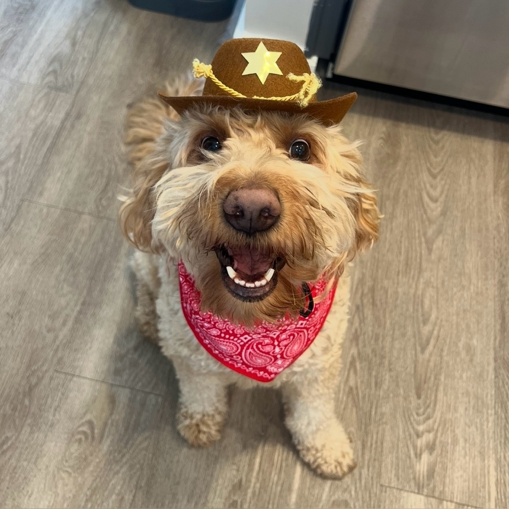 PetSmart Thrills & Chills Cowboy Hat Bandana Dog Cat Costume L/XL